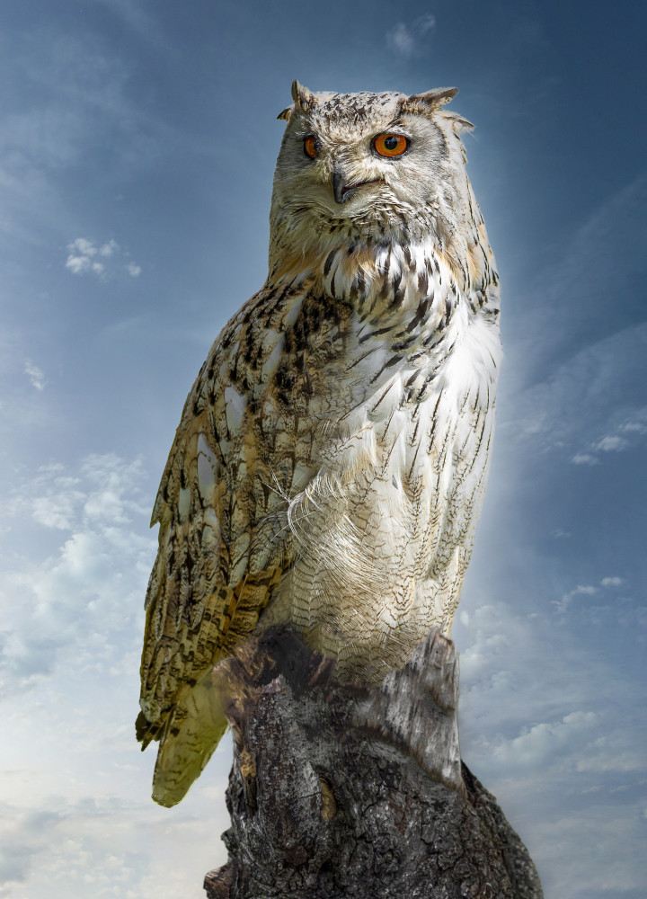 The Owl. à Laruelle Philippe