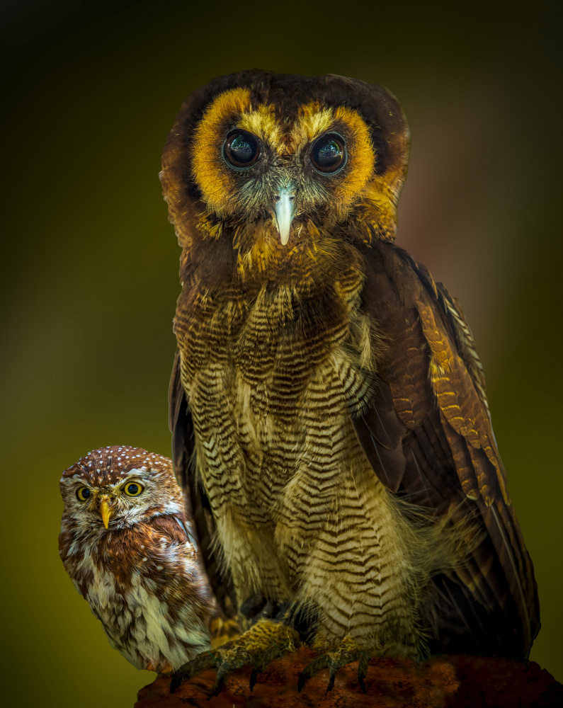 Owl à Laruelle Philippe