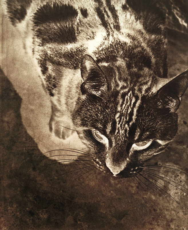 Katze (Negativ-Abzug) à László Moholy-Nagy