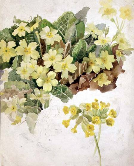 Study of Primroses and Cowslips à Laura Darcy Strutt