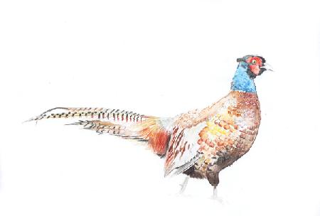 Pheasant