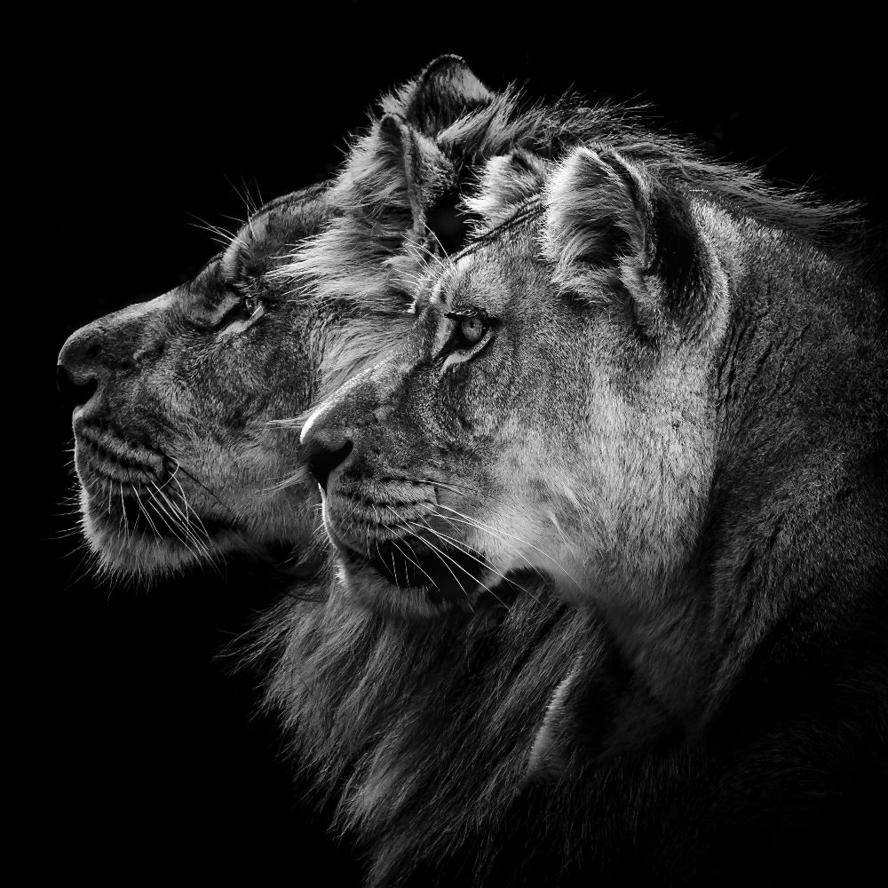 Lion and  lioness portrait à Laurent Lothare Dambreville