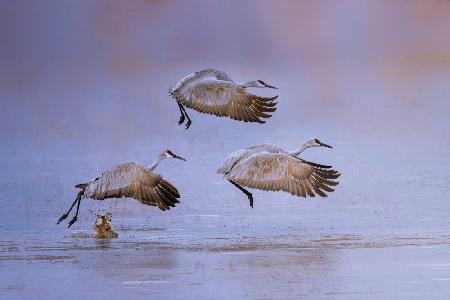 flying in rosy light