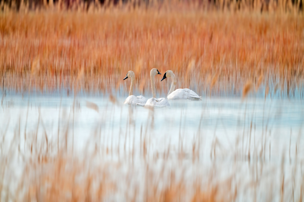 Three white swans à Leanne Lei