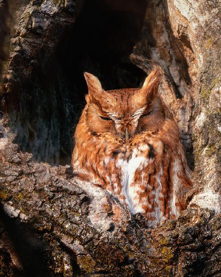 Eastern Screech-Owl