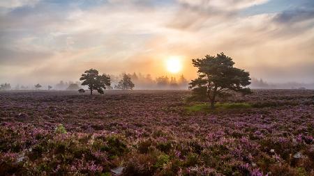 Trees on the heath.