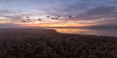 The Swans wing beats.