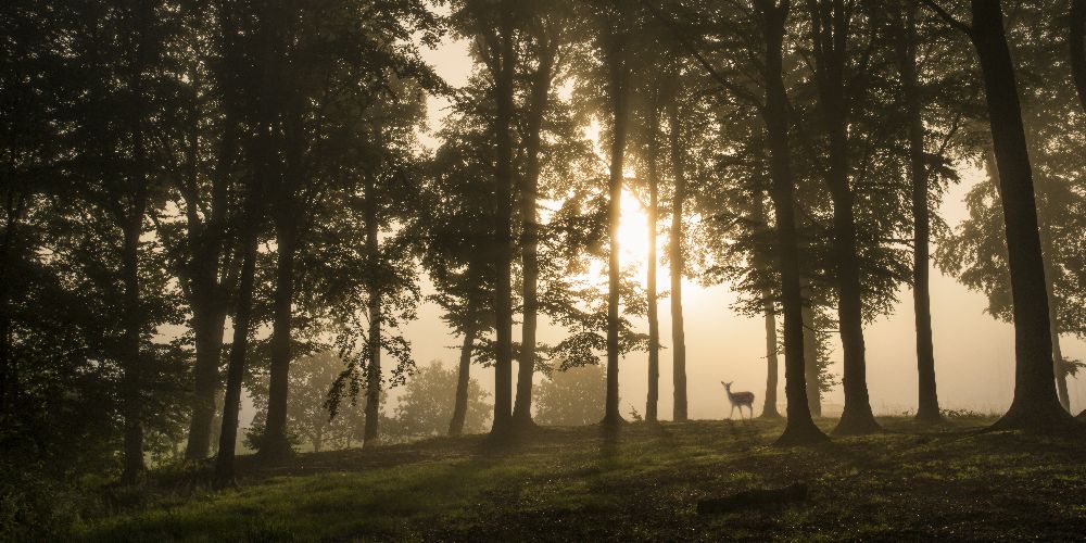 Deer in the morning mist. à Leif Løndal