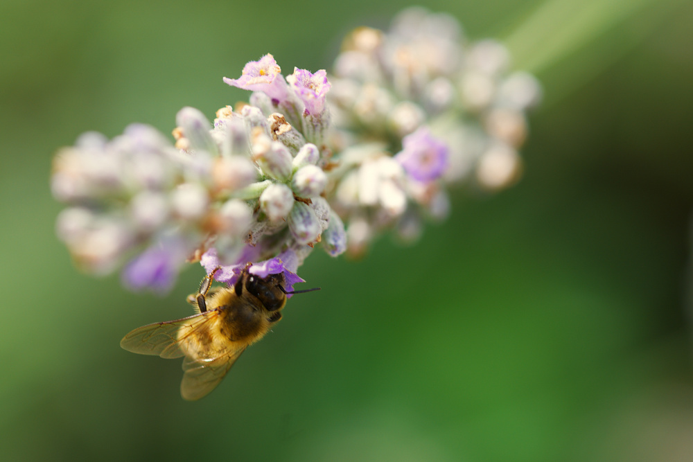Bee on lavender à Leon