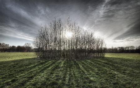 Sticky Trees