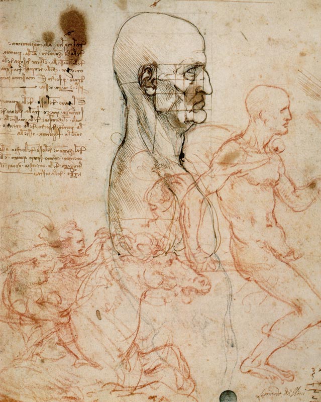 Anatomical studies à Léonard de Vinci