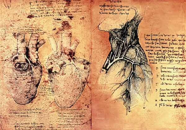 Dessin anatomique des cœurs et des vaisseaux sanguins de Quaderni di Anatomia vol 2; folio 3v à Léonard de Vinci