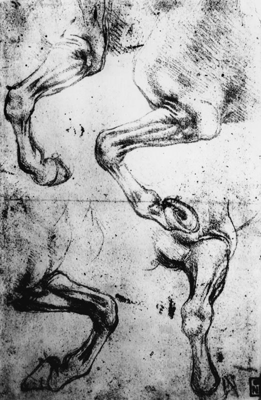 Studies of Horses legs (pen and ink on paper) à Léonard de Vinci