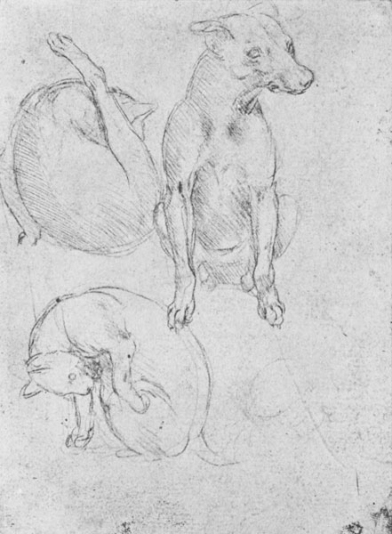 Study of a dog and a cat, c.1480 (metalpoint on paper) à Léonard de Vinci