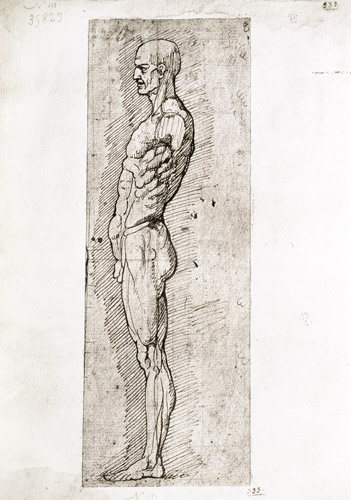 Anatomical Study à Léonard de Vinci