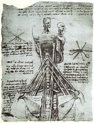 Bone Structure of the human neck and shoulder, facsimile copy  & à Léonard de Vinci