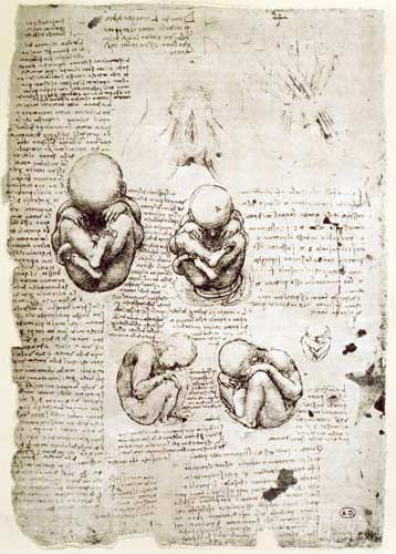 Five Views of a Foetus in the Womb, facsimile copy  & à Léonard de Vinci