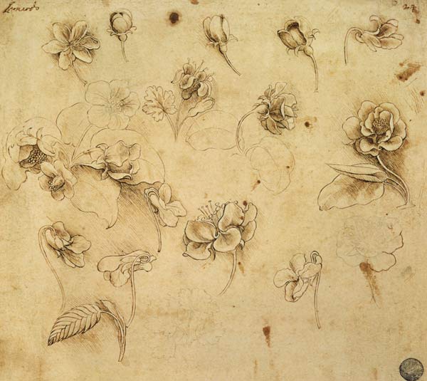 Study of flowers à Léonard de Vinci