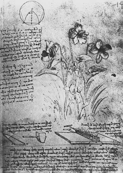 Studies of Violas (Viola odorata and Viola canina), fol. 14r from Manuscript B, c.1487-90 (pen and i à Léonard de Vinci