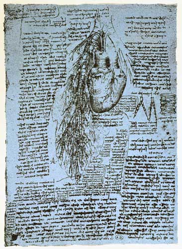 The Heart and the bronchial arteries, facsimile of the Windsor book  and à Léonard de Vinci