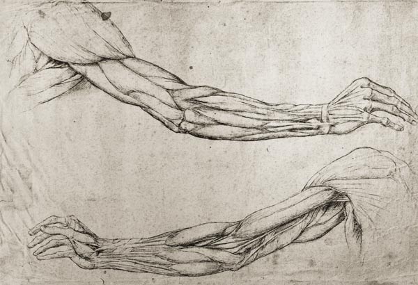 Etude de bras à Léonard de Vinci