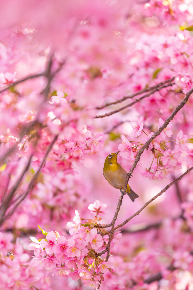 cherry blossoms and bird à LIANG CHEN