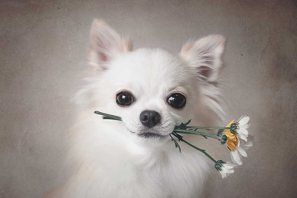 Chihuahua with flowers à Lienjp