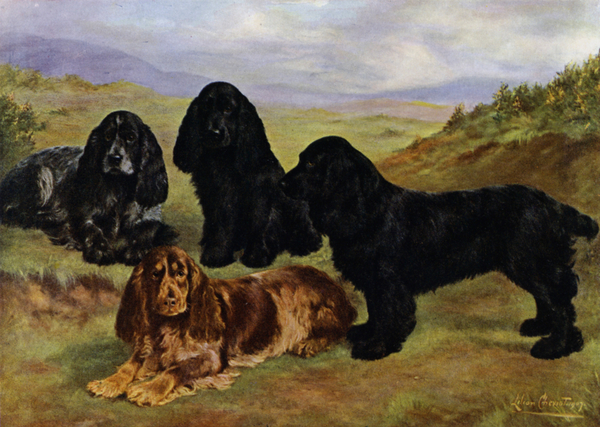 Cocker Spaniels à Lilian Cheviot