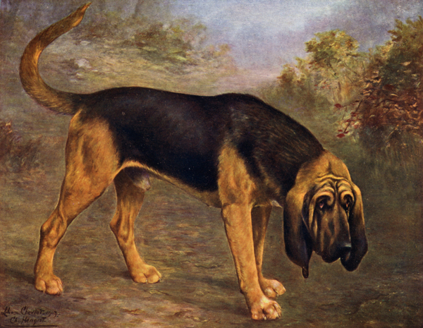 The Bloodhound Champion Hengist à Lilian Cheviot