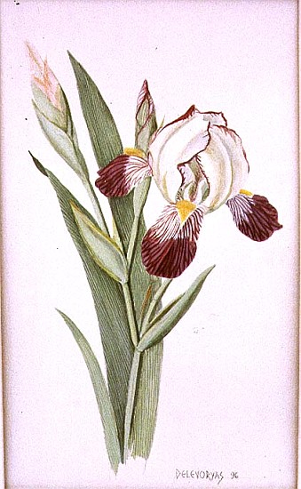 Botanical Iris, 1996 (w/c on paper)  à Lillian  Delevoryas