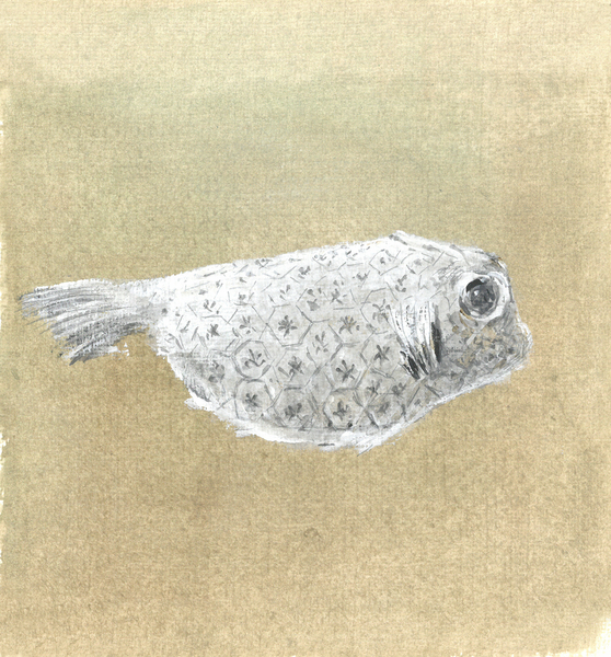 Box Fish, Sri Lanka à Lincoln  Seligman