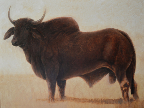 Brahmin Bull à Lincoln  Seligman