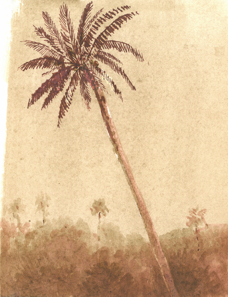 Palm Tree à Lincoln  Seligman
