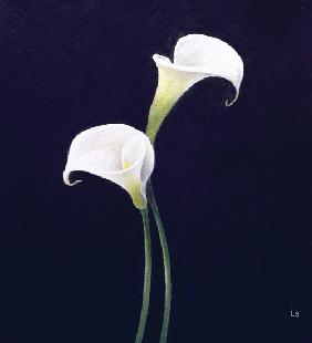 Lily (oil on canvas) 