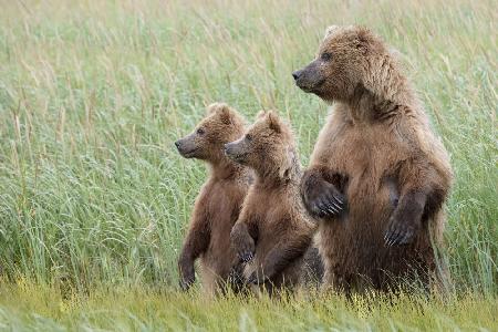 Alert to Their Surroundings