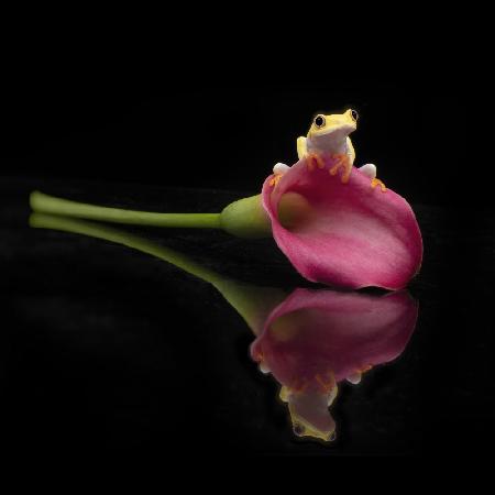 Albino Red Eyed Tree Frog and a Lily