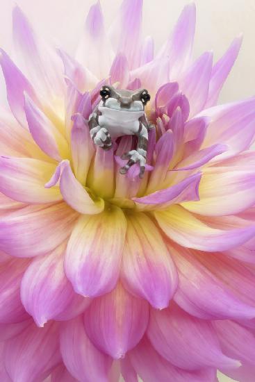 Baby Amazon Milk Frog