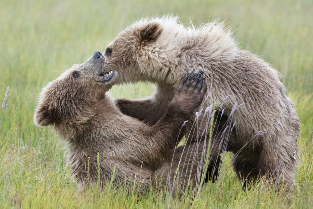 Bear Cubs Playing à Linda D Lester