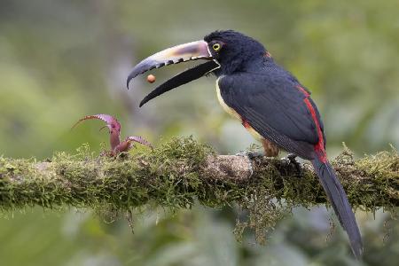 Collard Aracari Toucan with a Berry