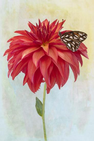 Dahlia Bloom and a Butterfly