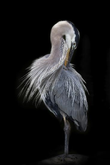 The Elegant Great Blue Heron