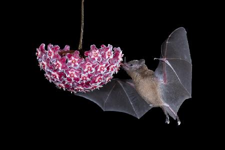 Bat Eating From Flower