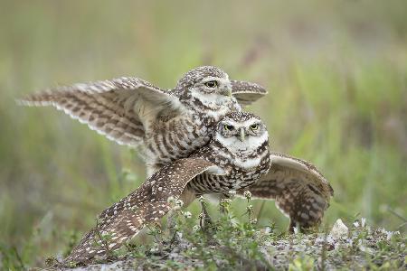 Burrowing Owls Love