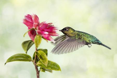 Hummingbird Delight