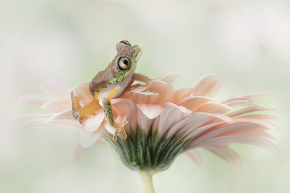 Lemur Frog on a Gerbera  Flower à Linda D Lester
