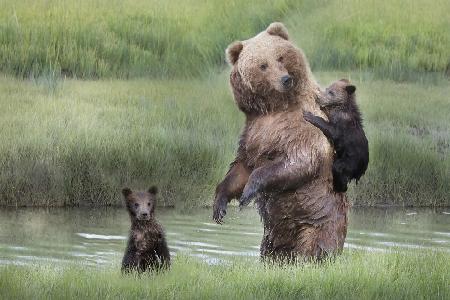 Momma Bear and Her Cubs