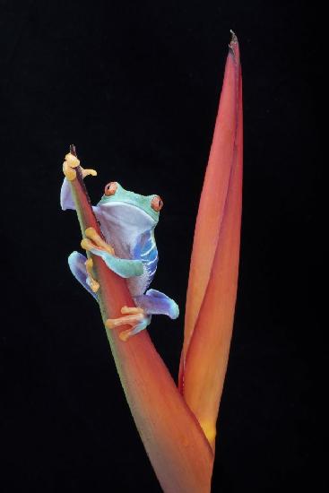 Red Eyed Tree Frog on a Tropical Flower