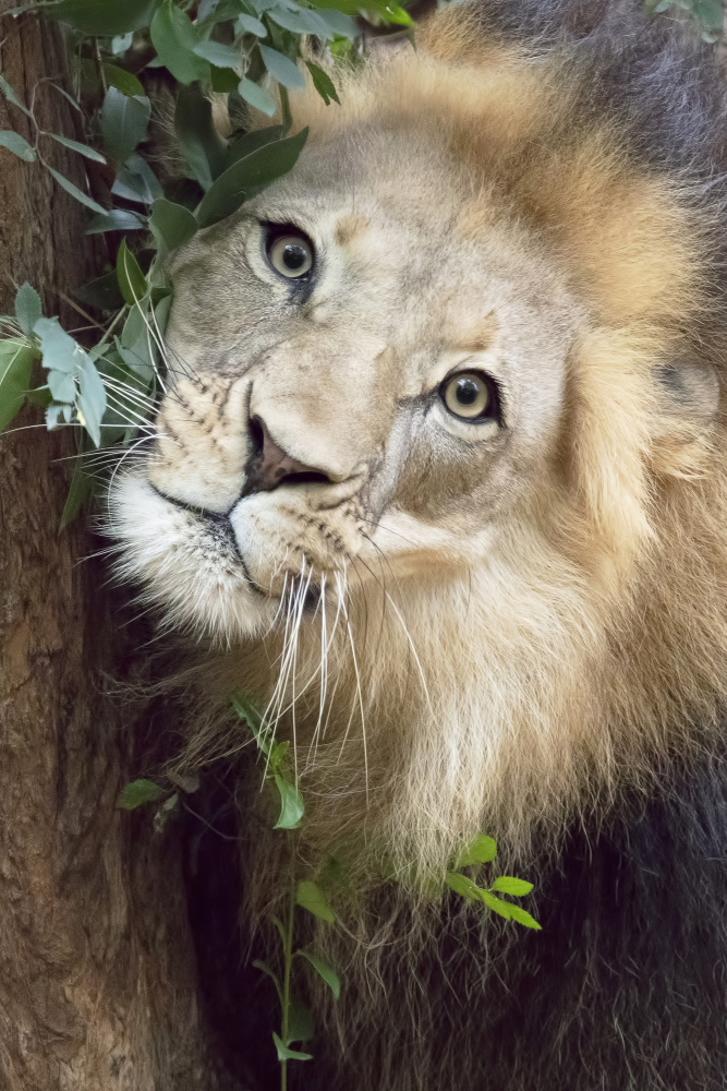 Such a Handsome Male Lion à Linda D Lester