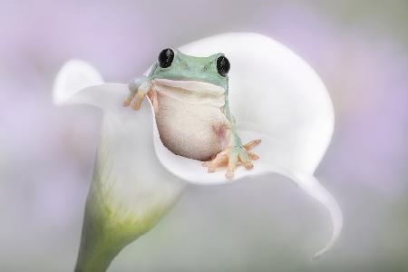 Whites Tree Frog on a White Lily