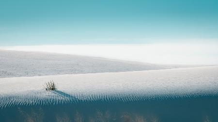 Growing in White Sands